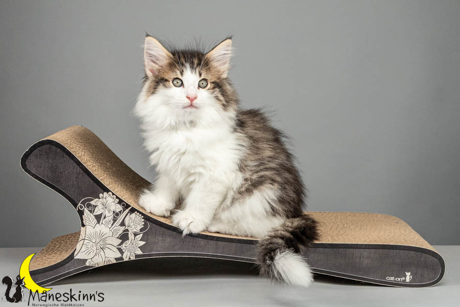 Valdor (64 Tage alt)