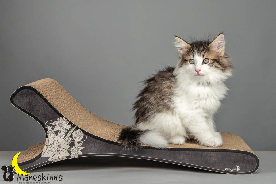 Valdor (64 Tage alt)