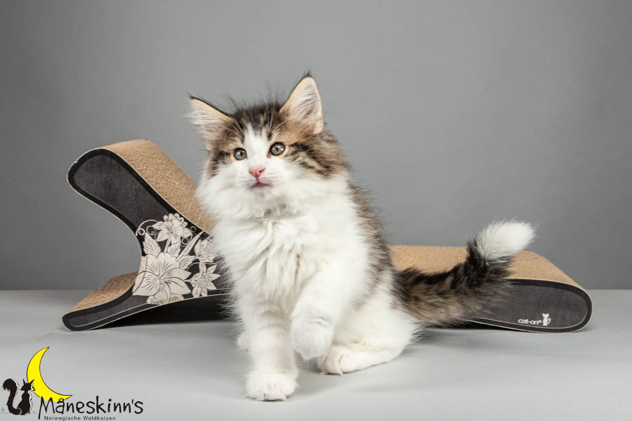 Valdor (64 Tage alt)