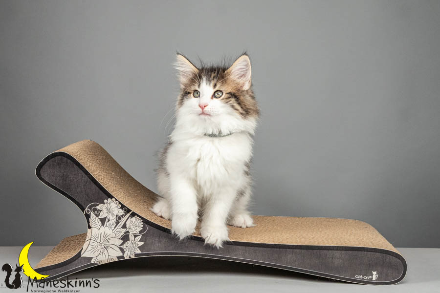 Valdor (64 Tage alt)