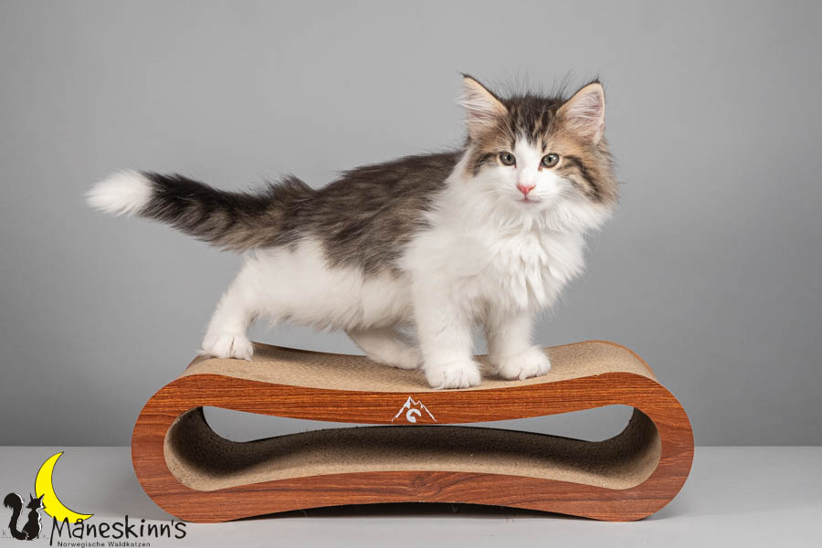 Valdor (71 Tage alt)