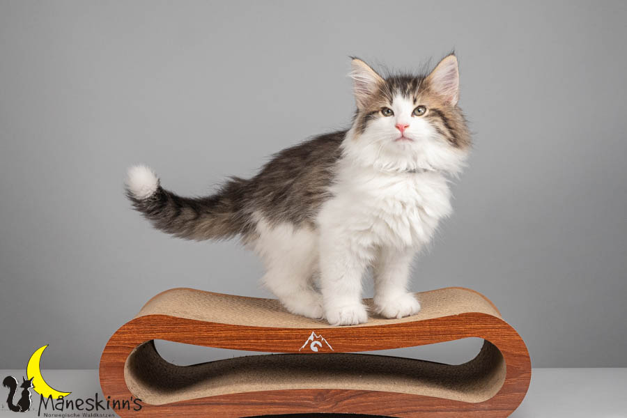 Valdor (71 Tage alt)