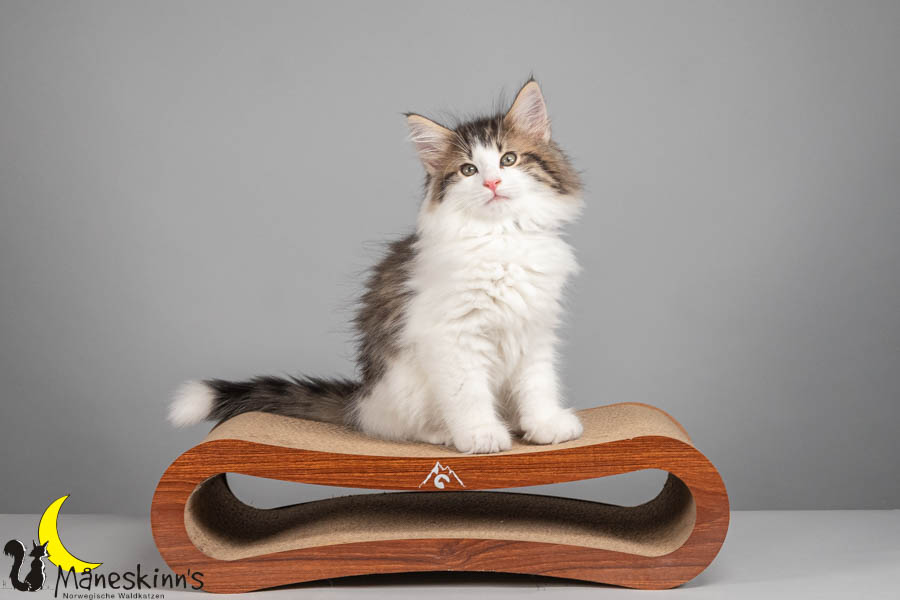 Valdor (71 Tage alt)