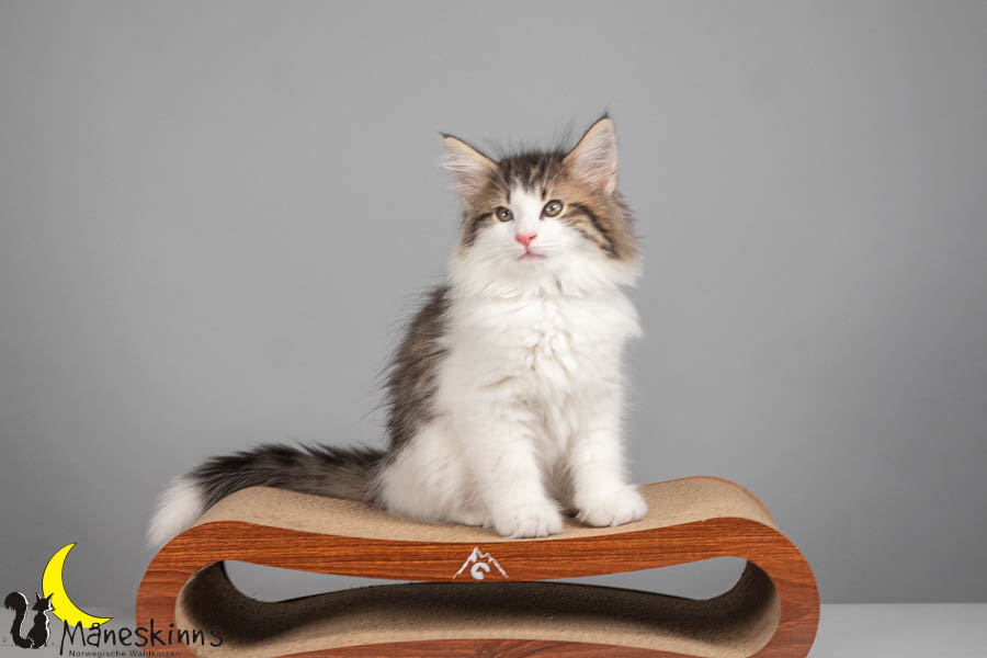 Valdor (71 Tage alt)