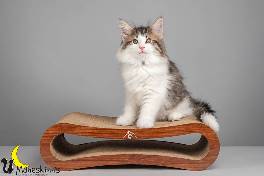 Valdor (71 Tage alt)