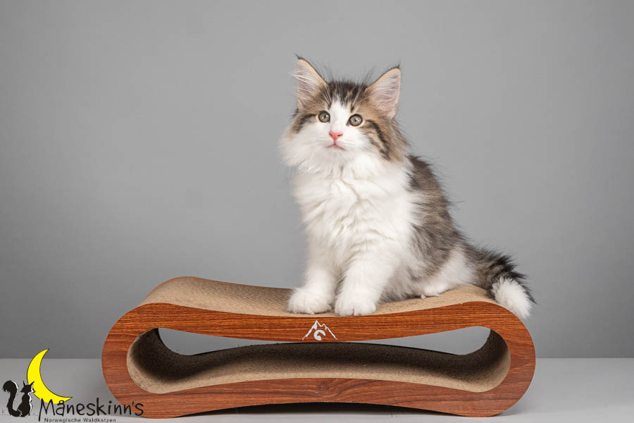 Valdor (71 Tage alt)