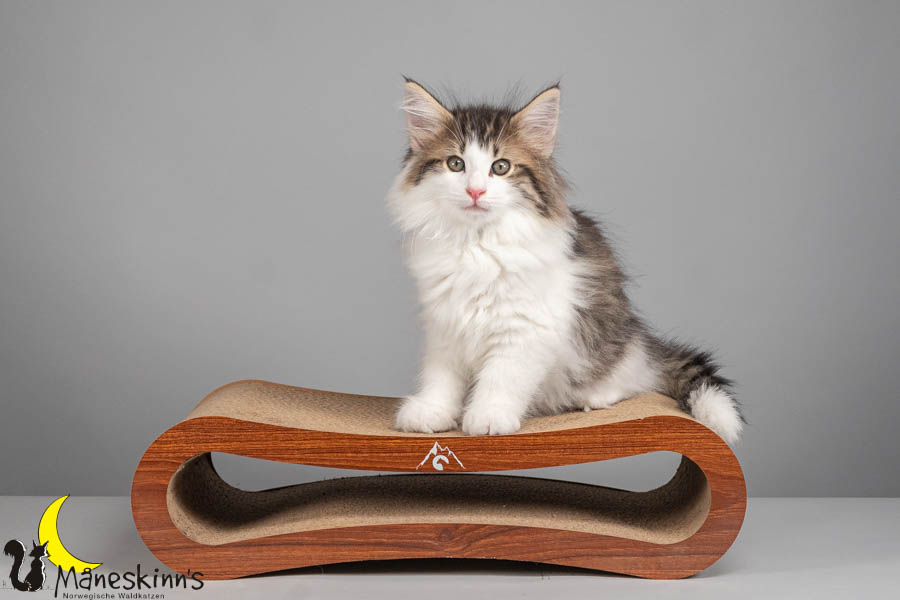 Valdor (71 Tage alt)