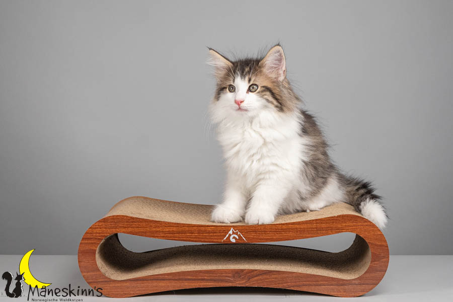 Valdor (71 Tage alt)