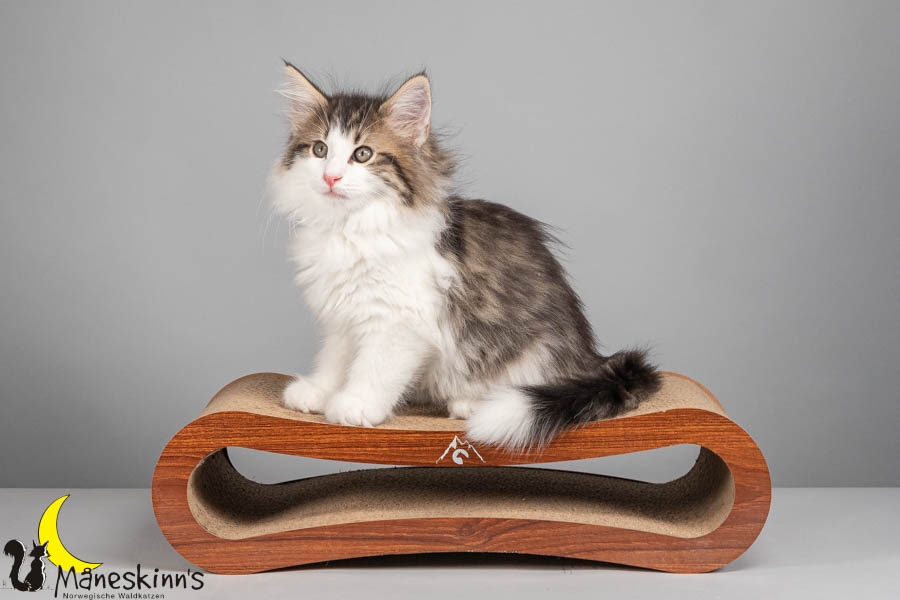 Valdor (71 Tage alt)