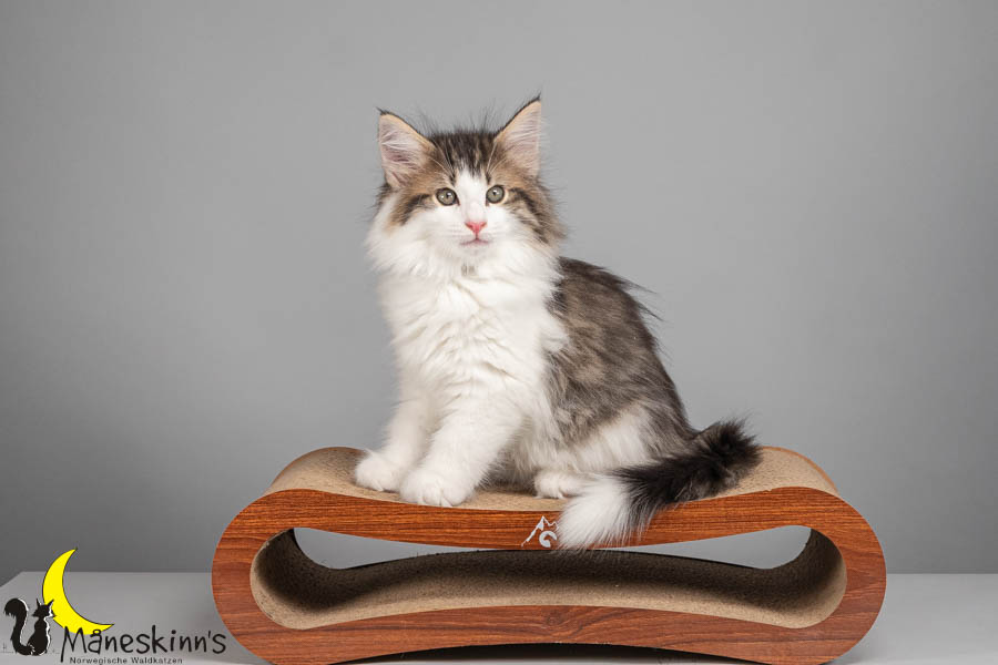 Valdor (71 Tage alt)