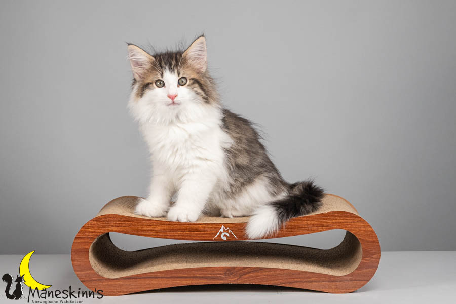 Valdor (71 Tage alt)