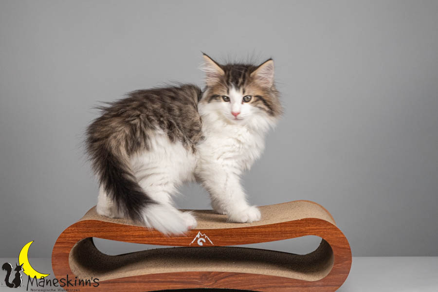 Valdor (71 Tage alt)