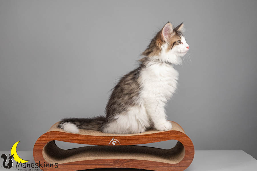 Valdor (71 Tage alt)