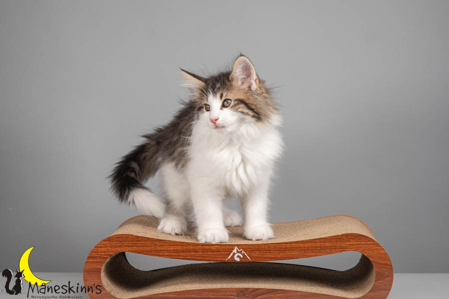 Valdor (71 Tage alt)