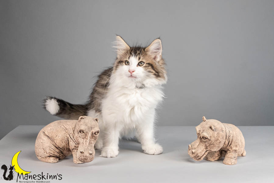 Valdor (77 Tage alt)