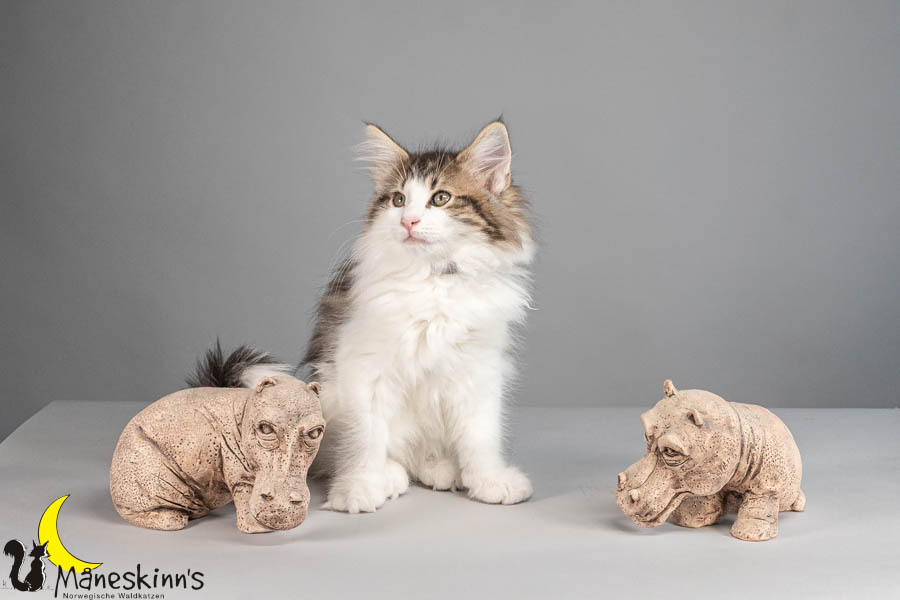 Valdor (77 Tage alt)