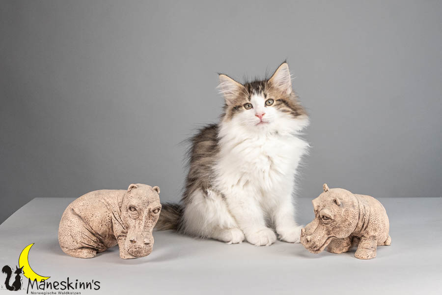 Valdor (77 Tage alt)