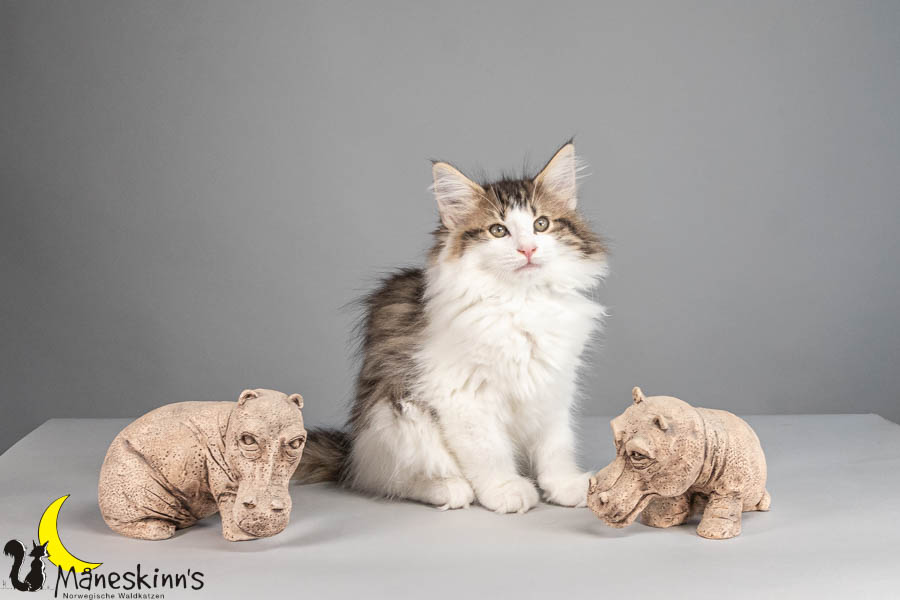 Valdor (77 Tage alt)