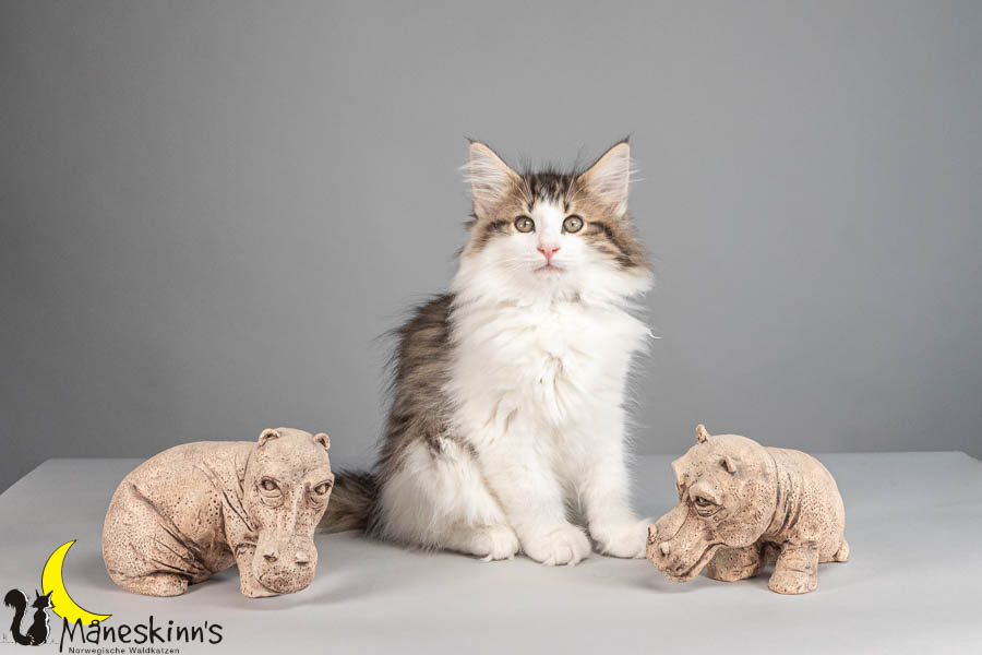 Valdor (77 Tage alt)