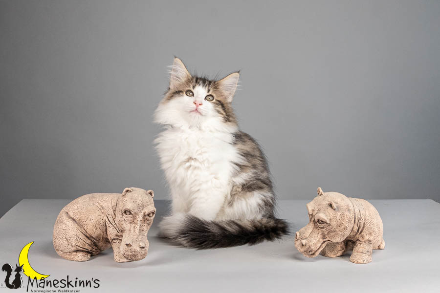 Valdor (77 Tage alt)