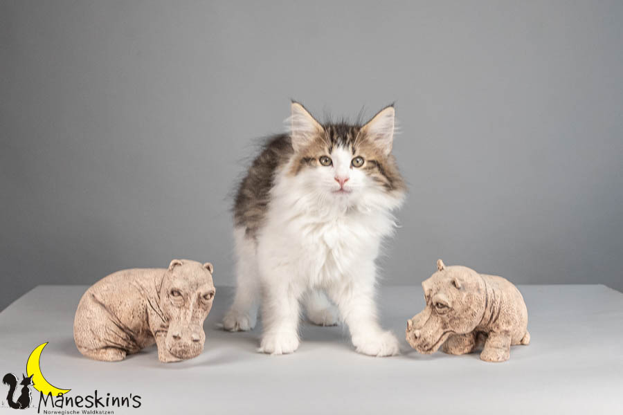 Valdor (77 Tage alt)