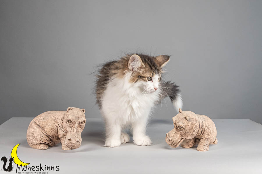 Valdor (77 Tage alt)