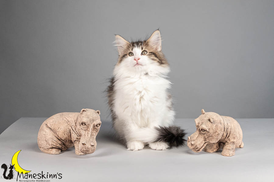 Valdor (77 Tage alt)