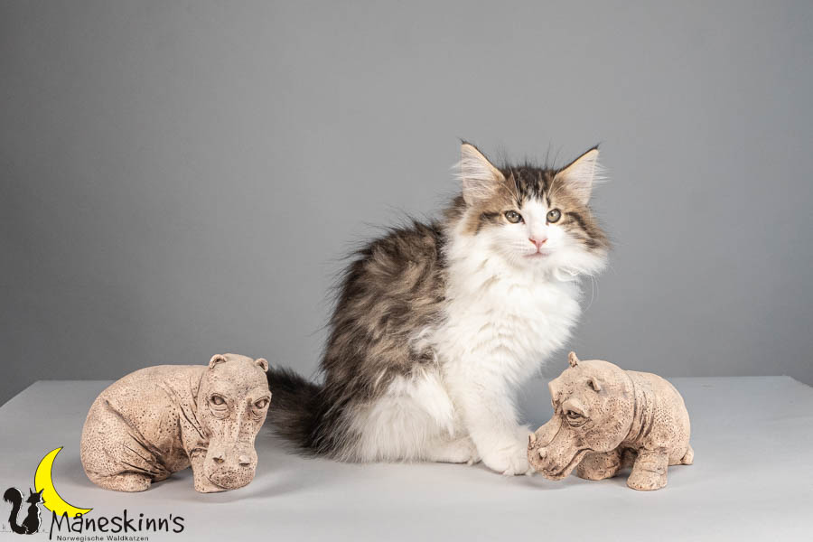 Valdor (77 Tage alt)