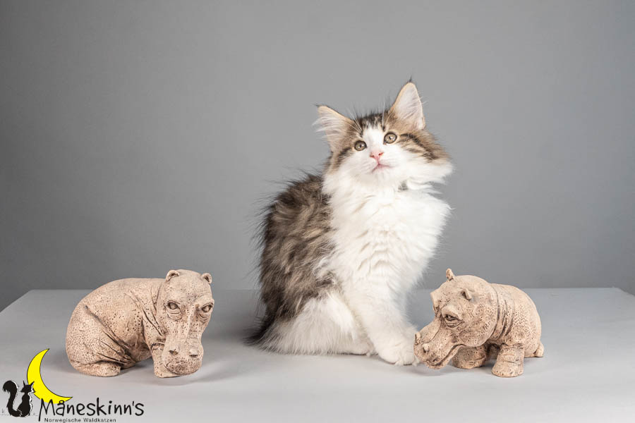 Valdor (77 Tage alt)