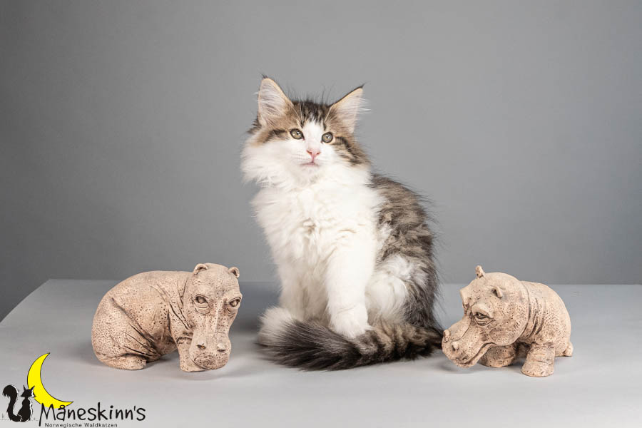 Valdor (77 Tage alt)