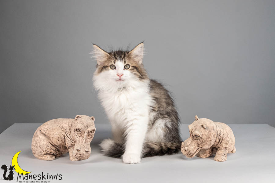 Valdor (77 Tage alt)