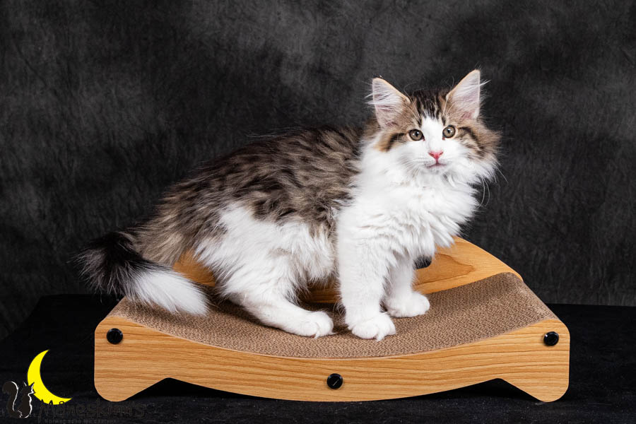 Valdor (84 Tage alt)