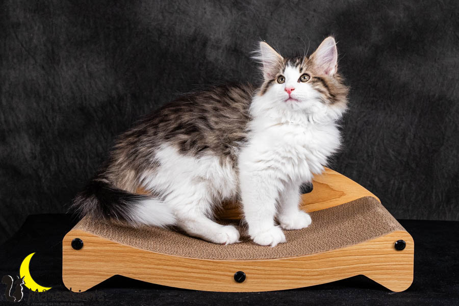 Valdor (84 Tage alt)