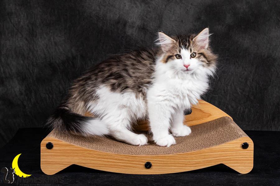 Valdor (84 Tage alt)