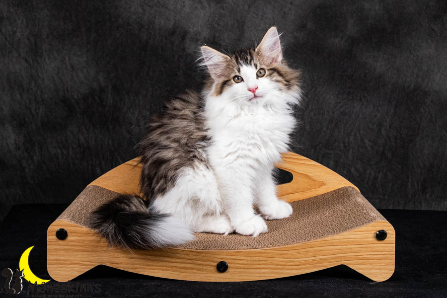 Valdor (84 Tage alt)