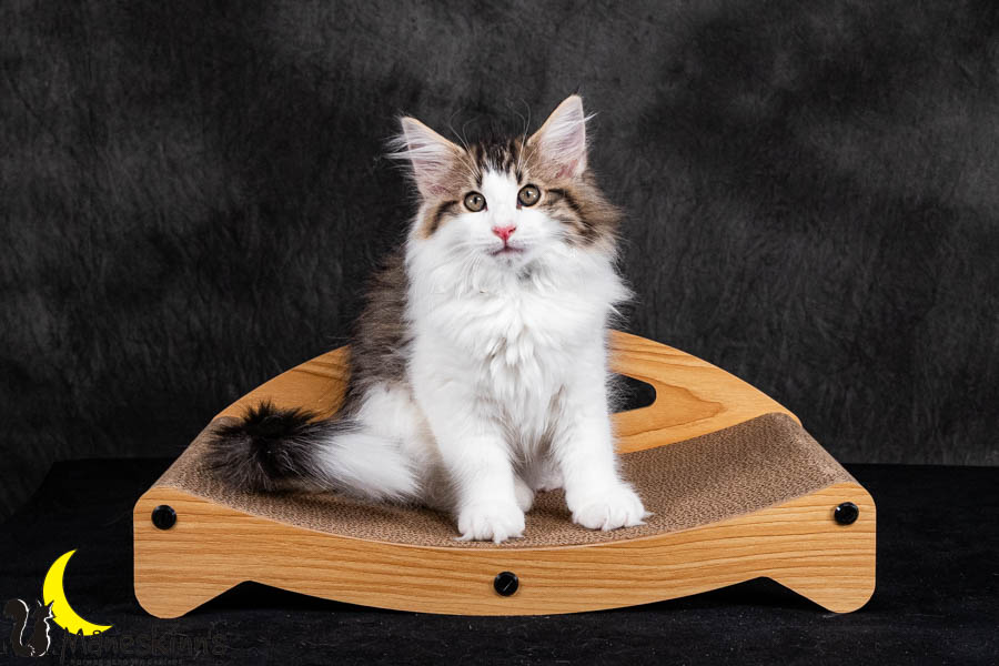 Valdor (84 Tage alt)