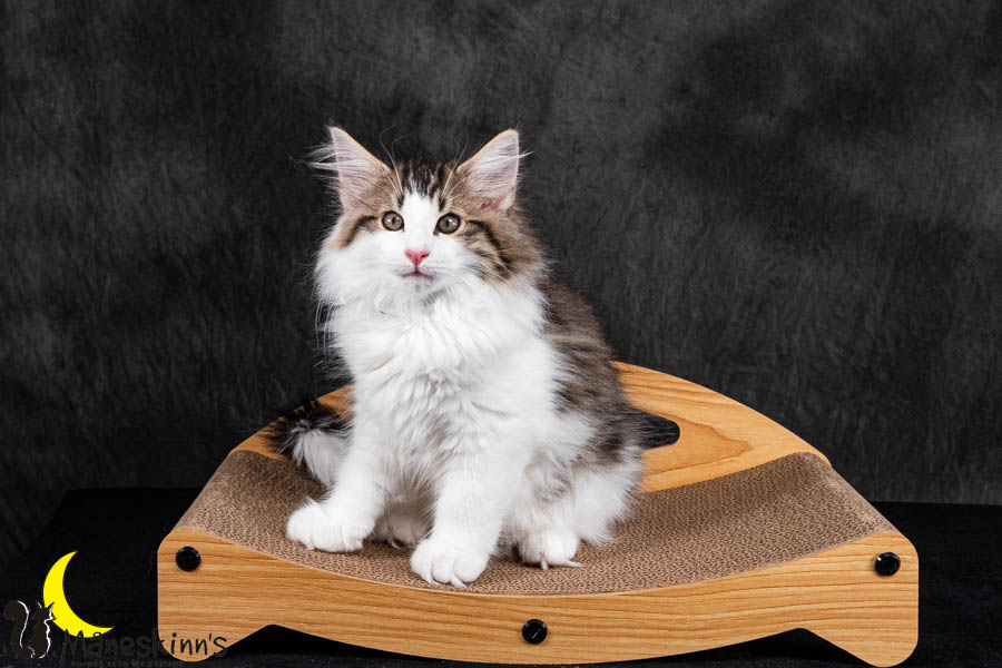 Valdor (84 Tage alt)