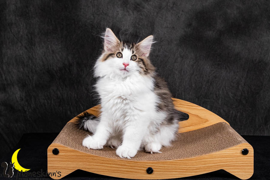 Valdor (84 Tage alt)