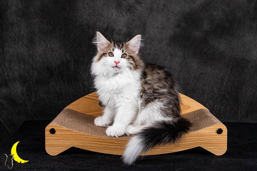 Valdor (84 Tage alt)