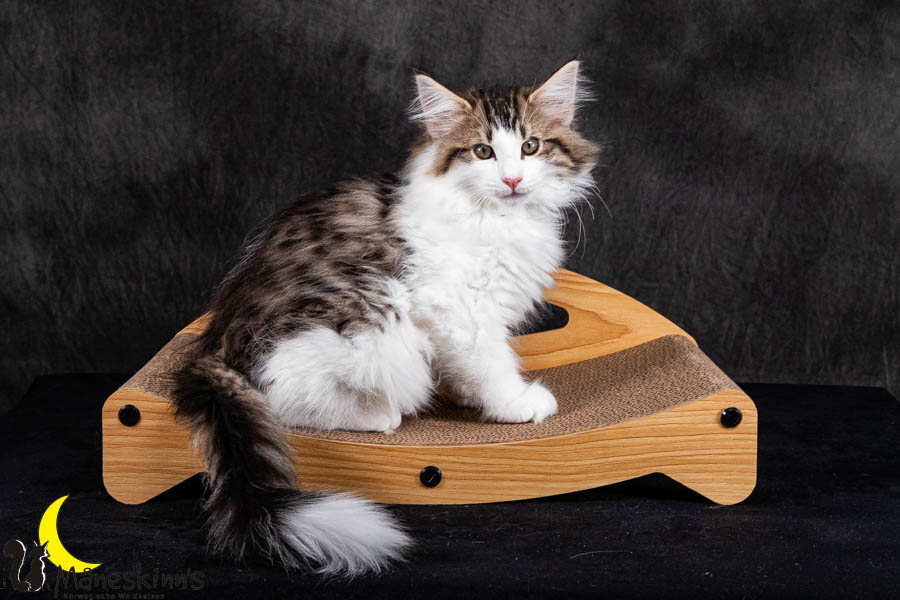 Valdor (84 Tage alt)