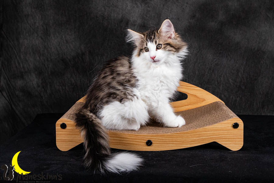 Valdor (84 Tage alt)