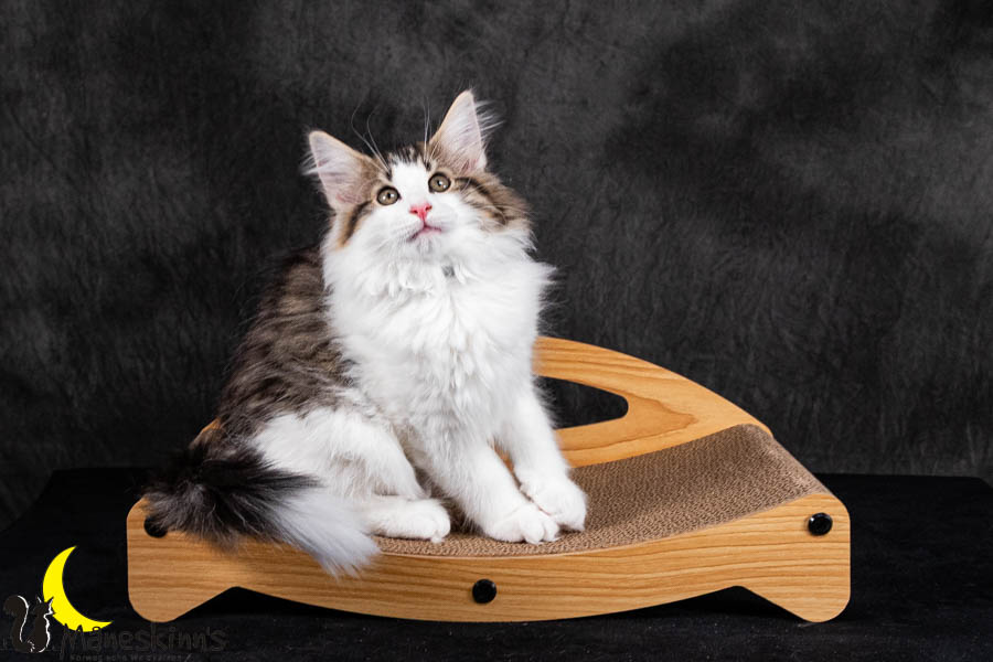 Valdor (84 Tage alt)