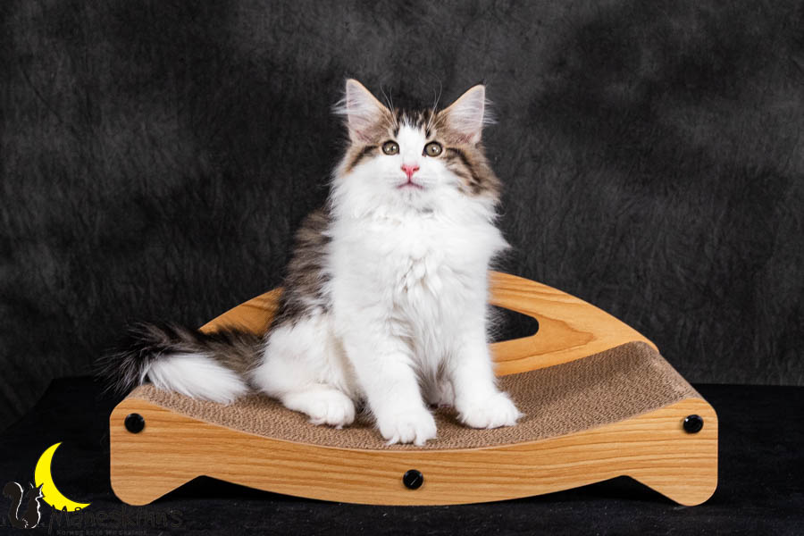 Valdor (84 Tage alt)