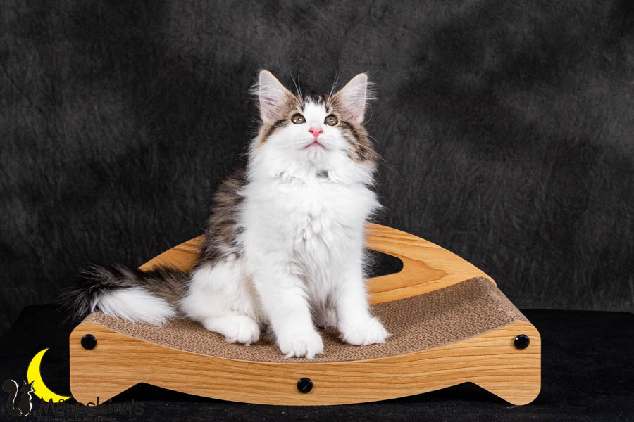 Valdor (84 Tage alt)