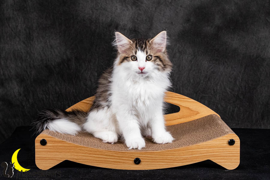 Valdor (84 Tage alt)