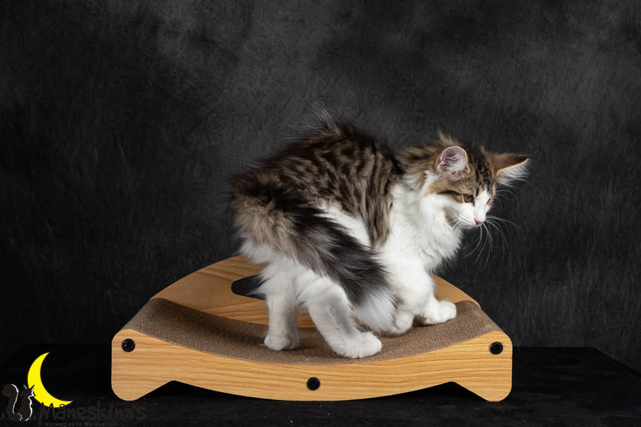 Valdor (91 Tage alt)