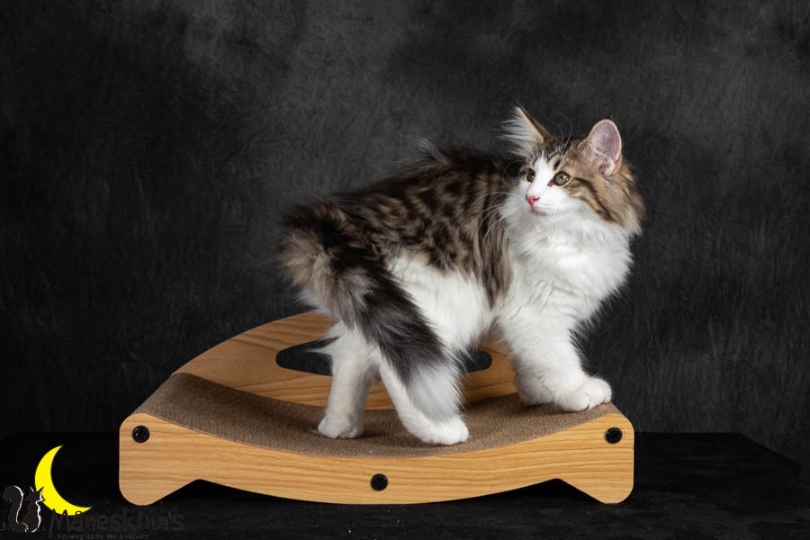 Valdor (91 Tage alt)