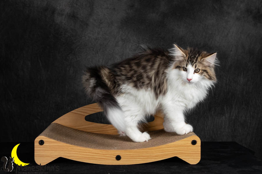 Valdor (91 Tage alt)