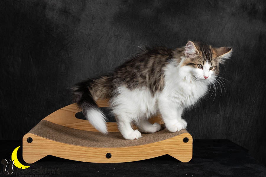 Valdor (91 Tage alt)