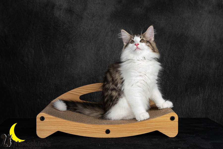 Valdor (91 Tage alt)